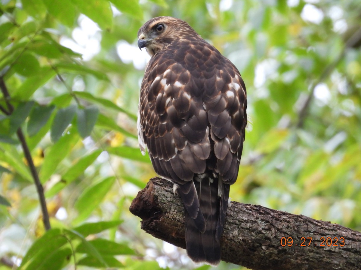 Breitflügelbussard - ML609339843