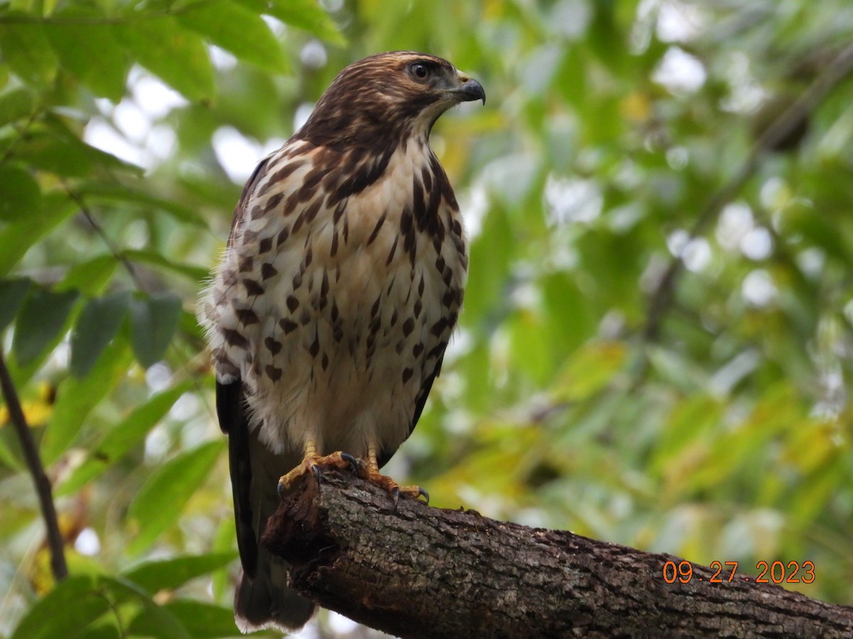 Broad-winged Hawk - ML609339845