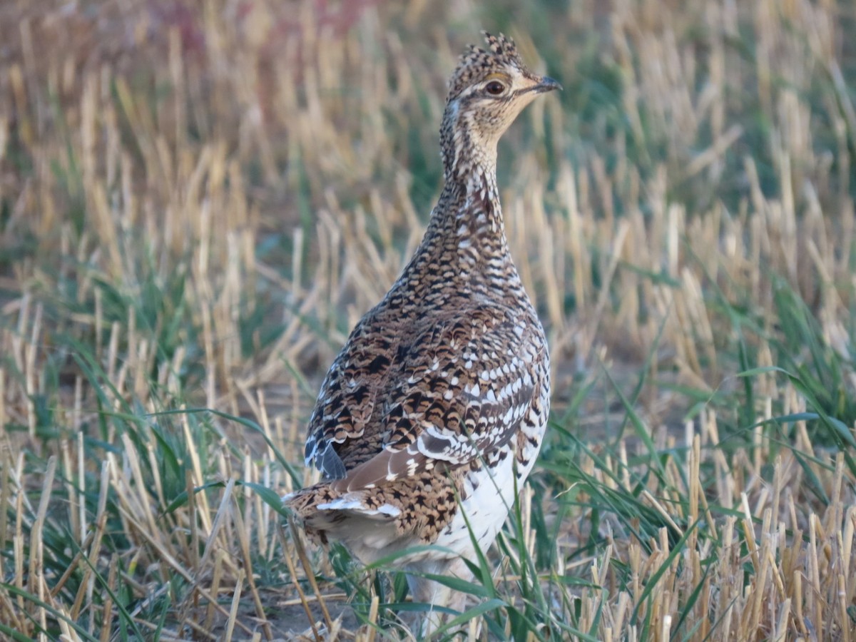 Sharp-tailed Grouse - Rylan Urban