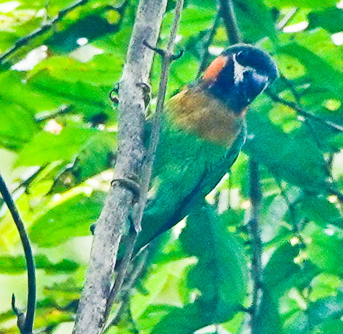 Dusky-cheeked Fig-Parrot - ML609340047