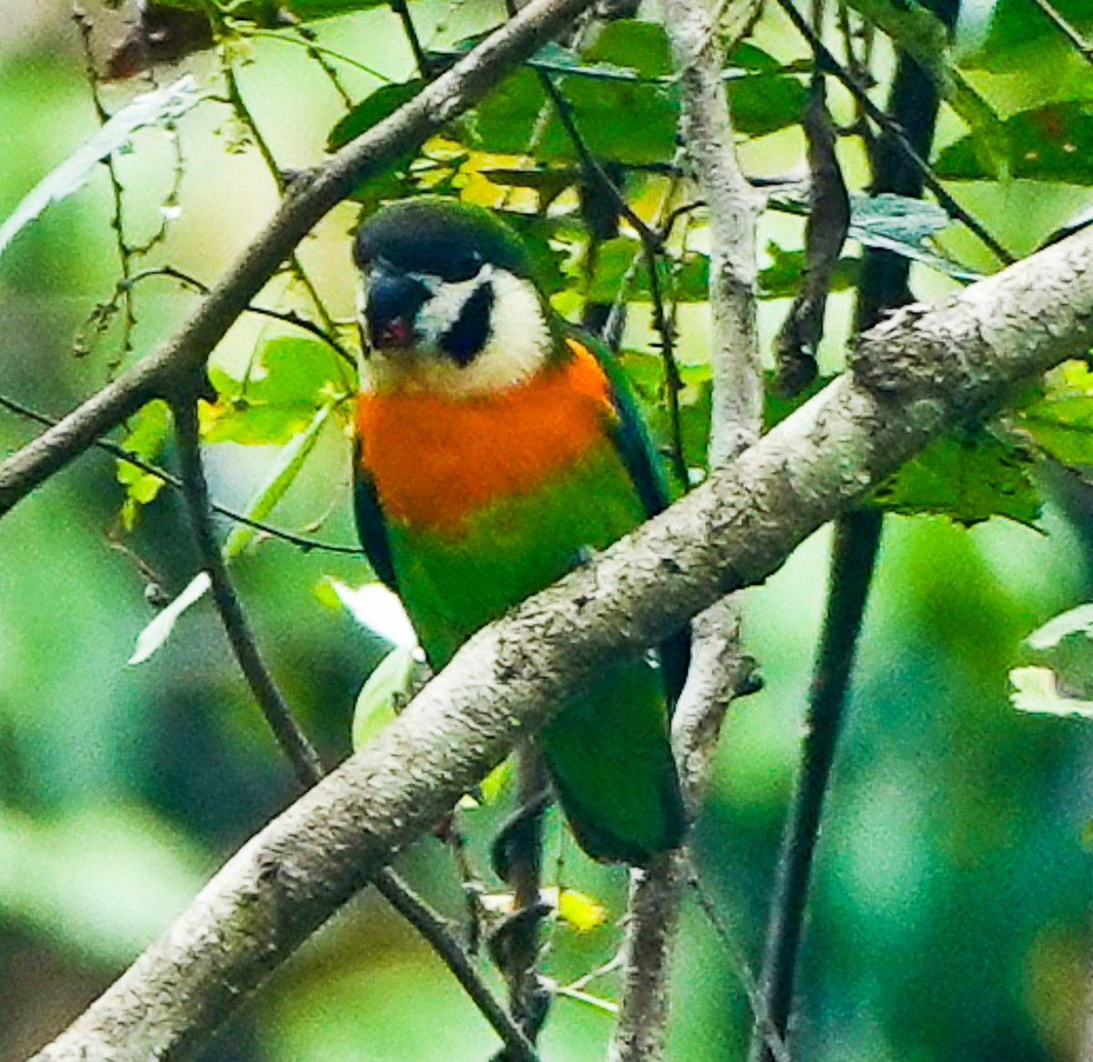 Dusky-cheeked Fig-Parrot - ML609340049