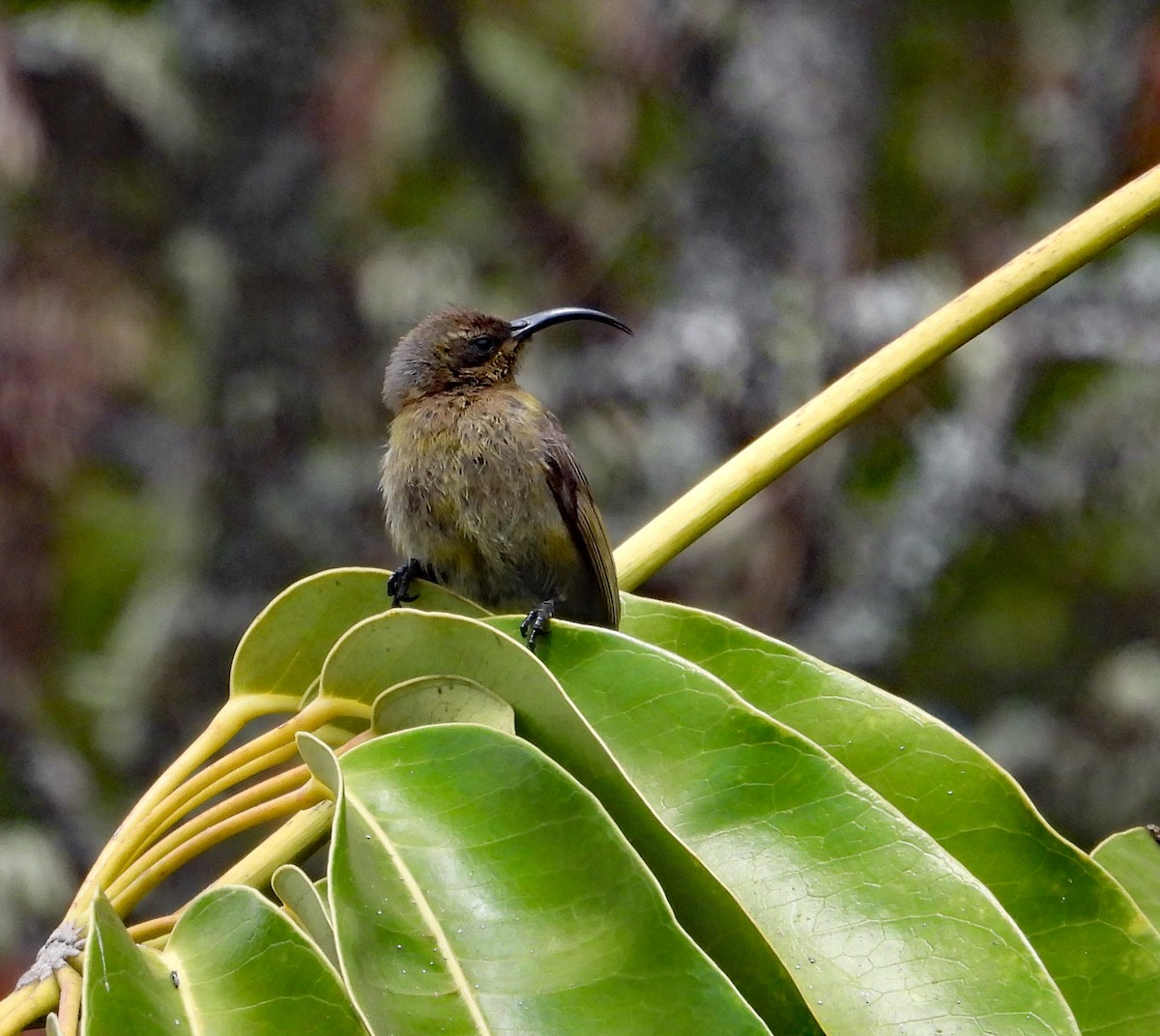 Golden-winged Sunbird - ML609340070