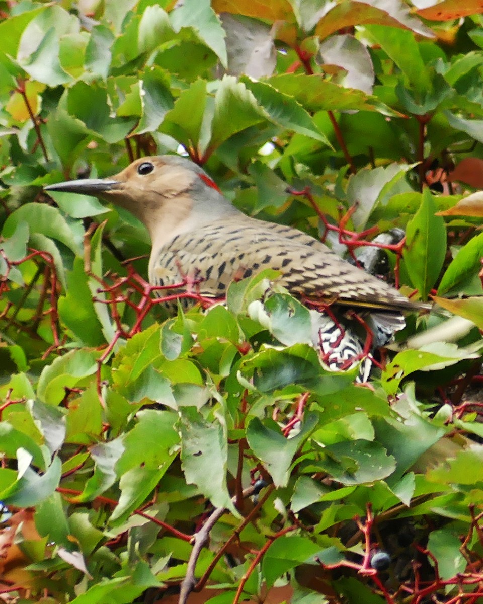 Northern Flicker (Yellow-shafted) - ML609340075