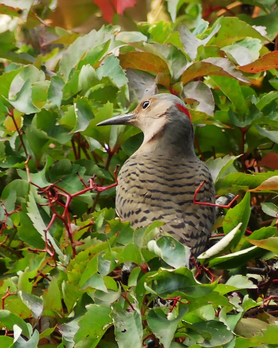 Northern Flicker (Yellow-shafted) - ML609340076
