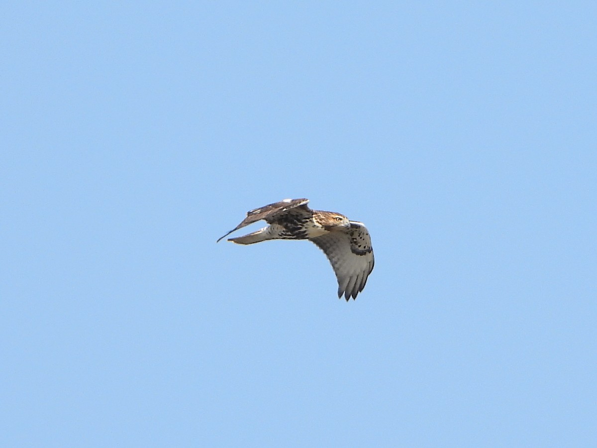 Red-tailed Hawk (abieticola) - ML609340164