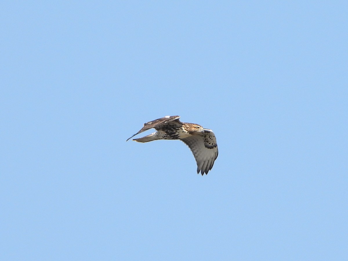 Rotschwanzbussard (abieticola) - ML609340164