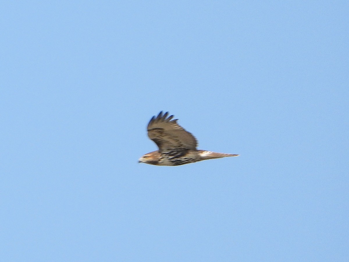 Red-tailed Hawk (abieticola) - ML609340165