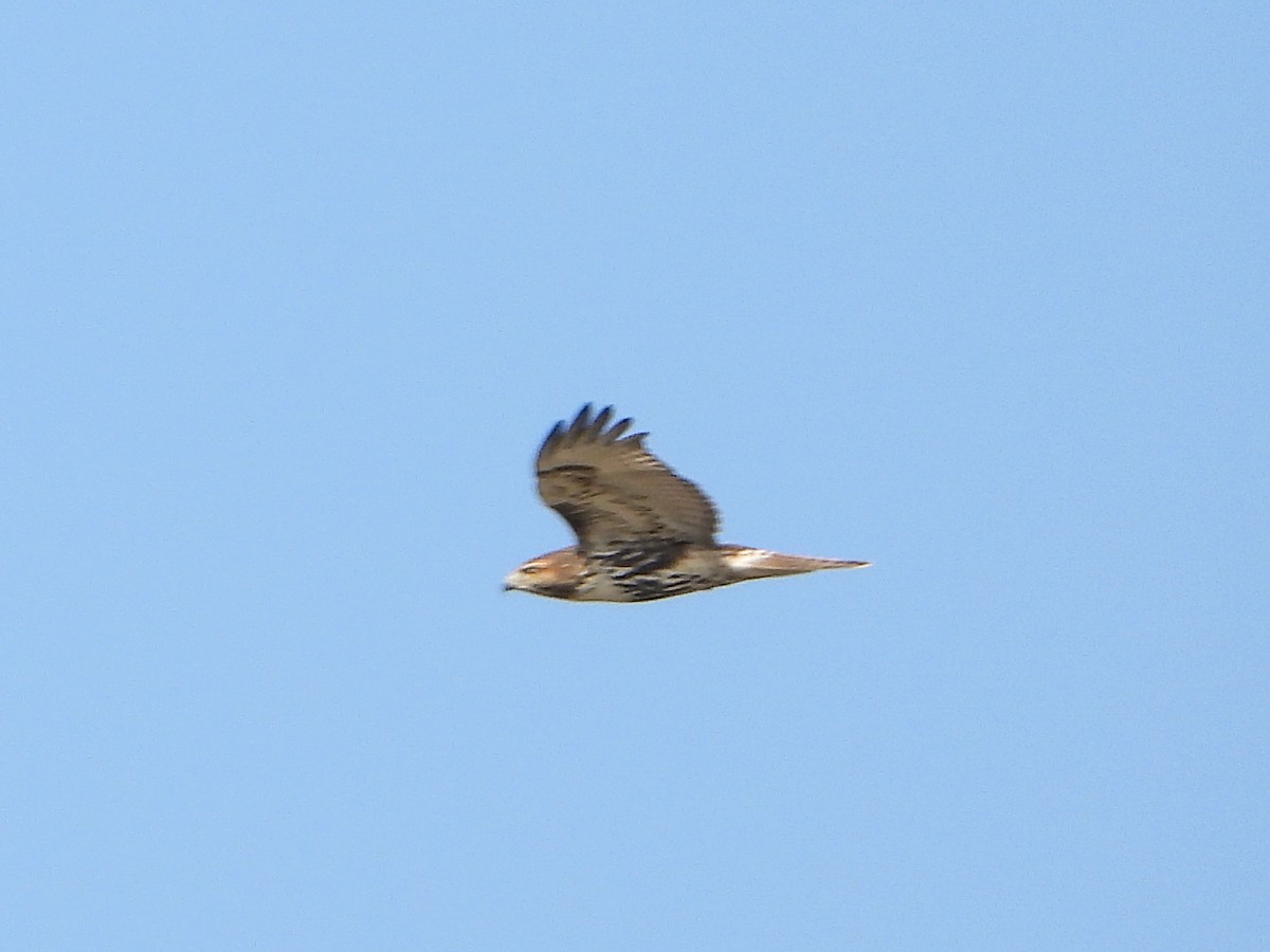 Rotschwanzbussard (abieticola) - ML609340165