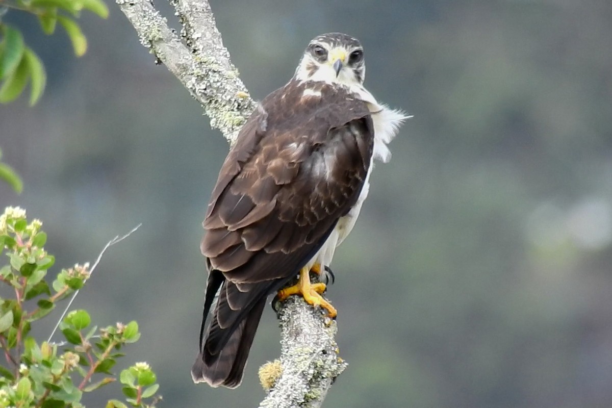 Short-tailed Hawk - ML609340197