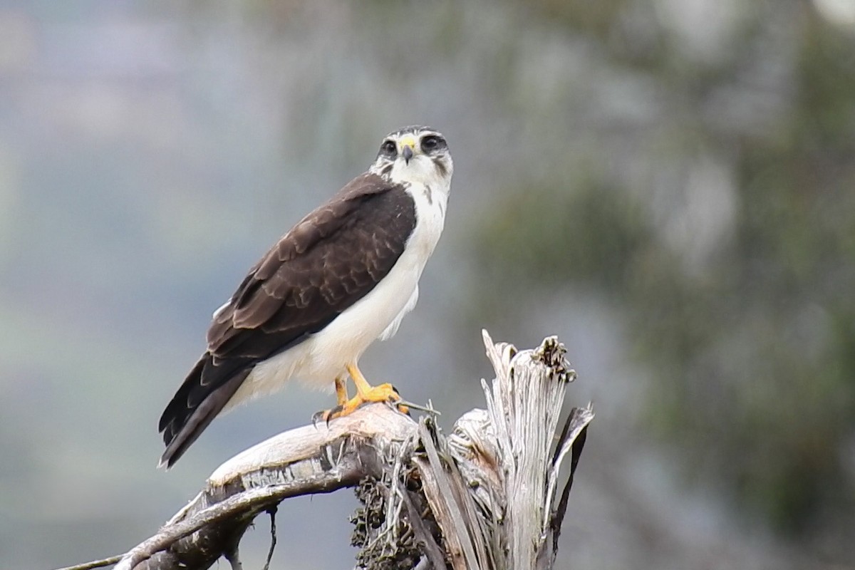 Short-tailed Hawk - ML609340199