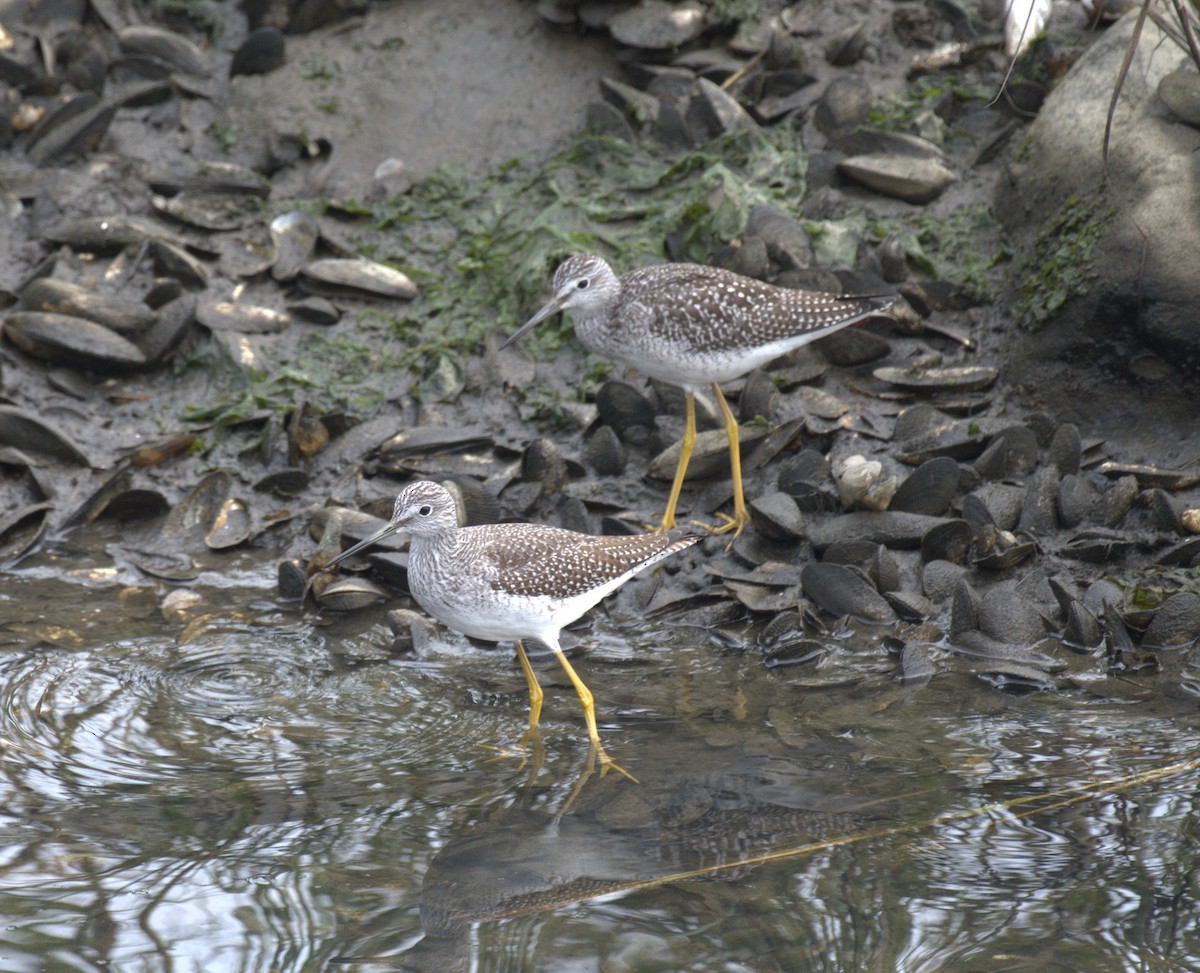 Greater Yellowlegs - Richard Payne