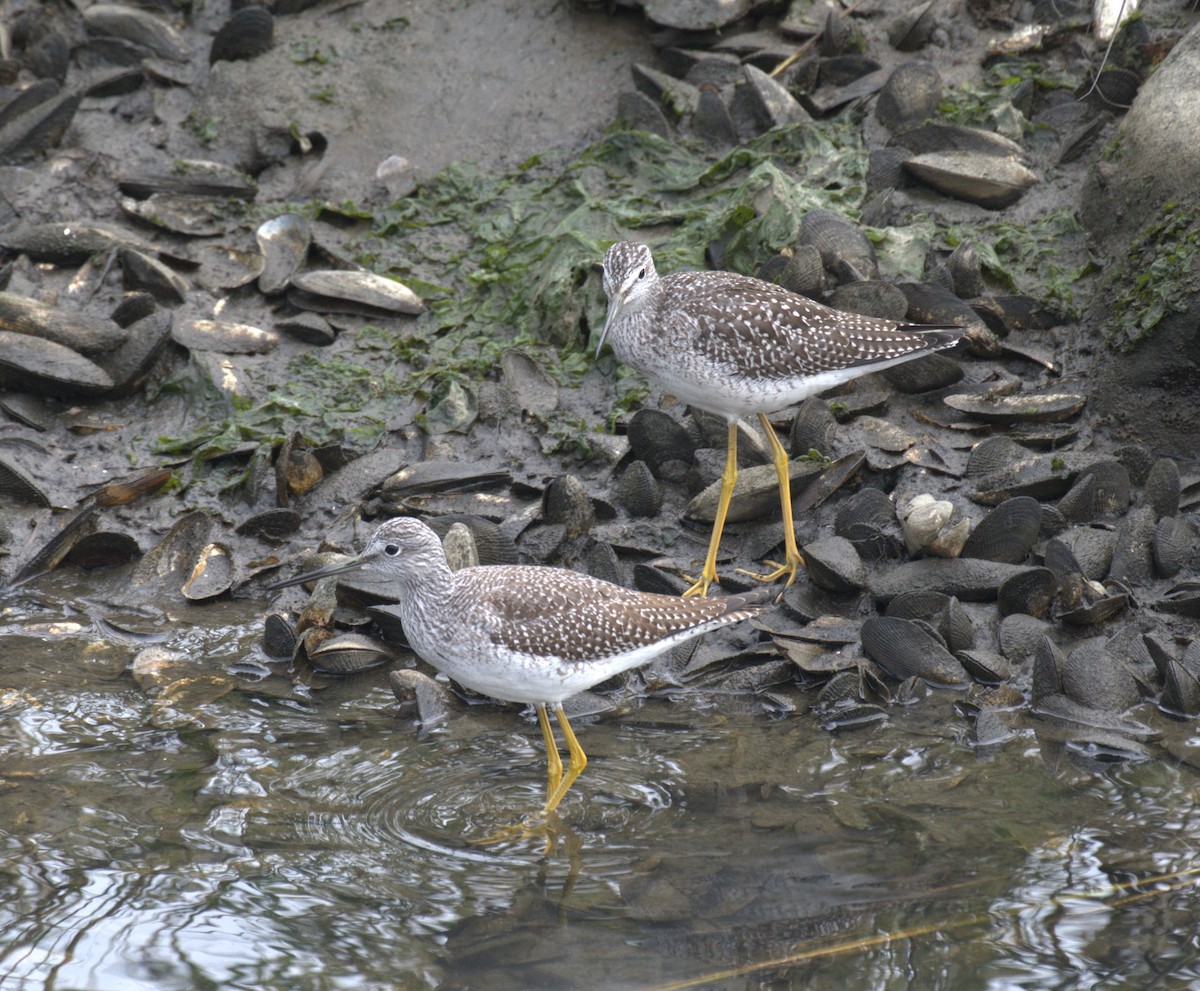 Greater Yellowlegs - ML609340235