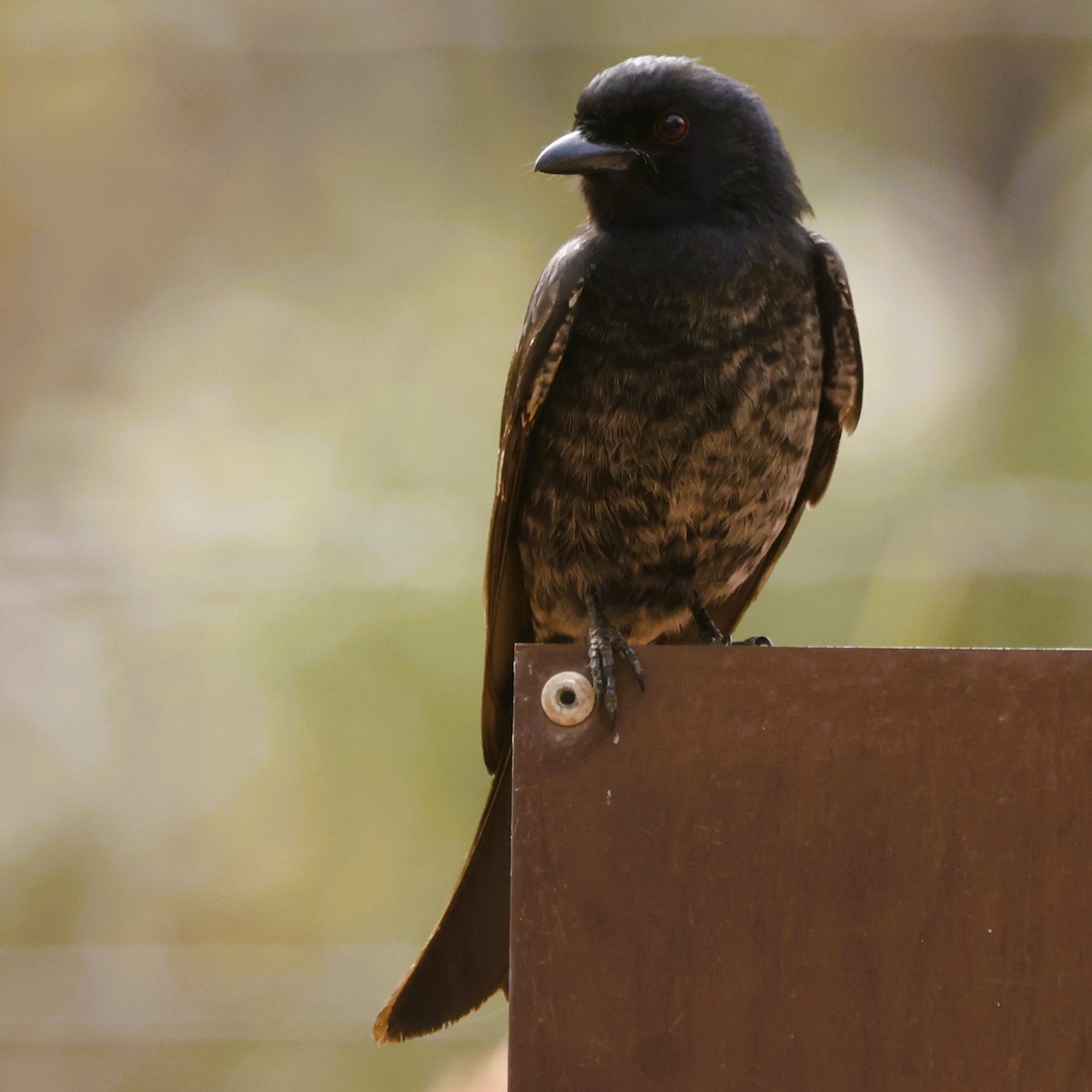 Fork-tailed Drongo - John Mills