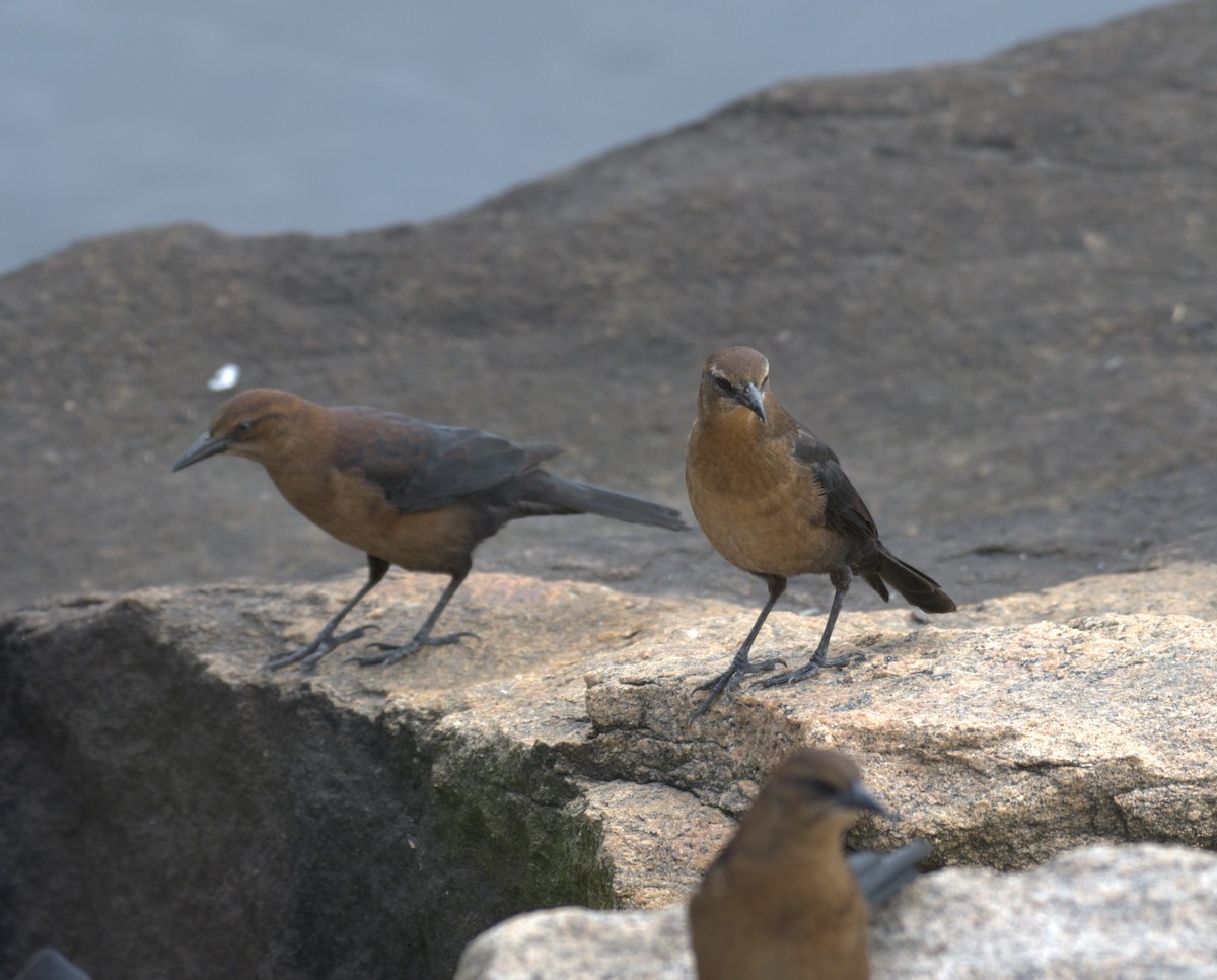 Boat-tailed Grackle - ML609340249