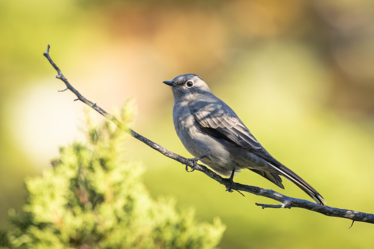 Townsend's Solitaire - ML609340254