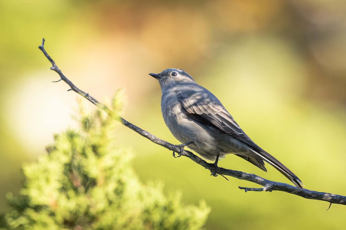 Townsend's Solitaire - ML609340255