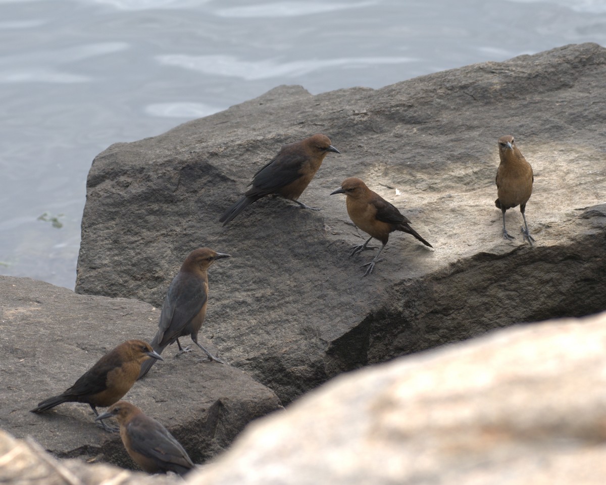 Boat-tailed Grackle - ML609340256