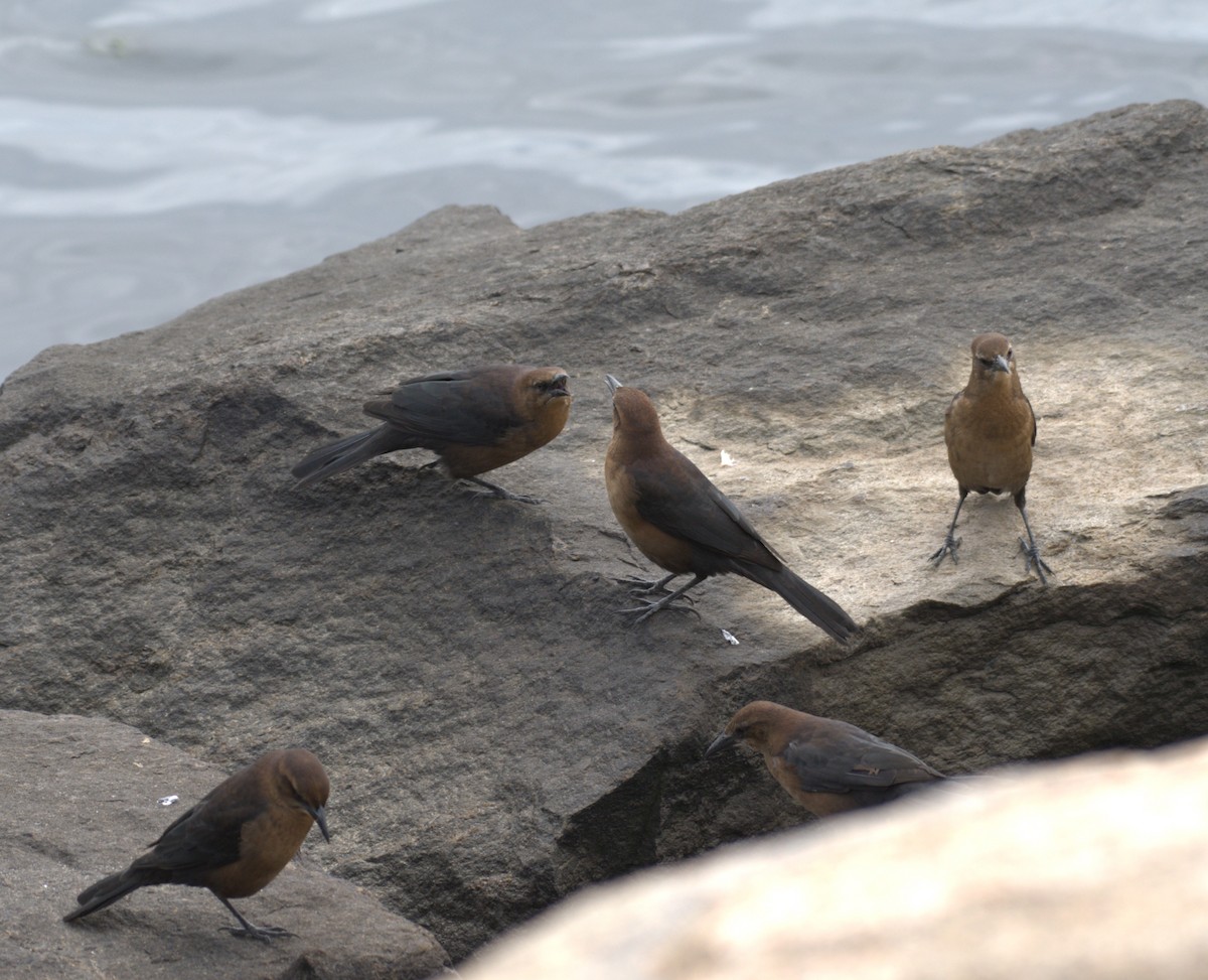 Boat-tailed Grackle - ML609340261