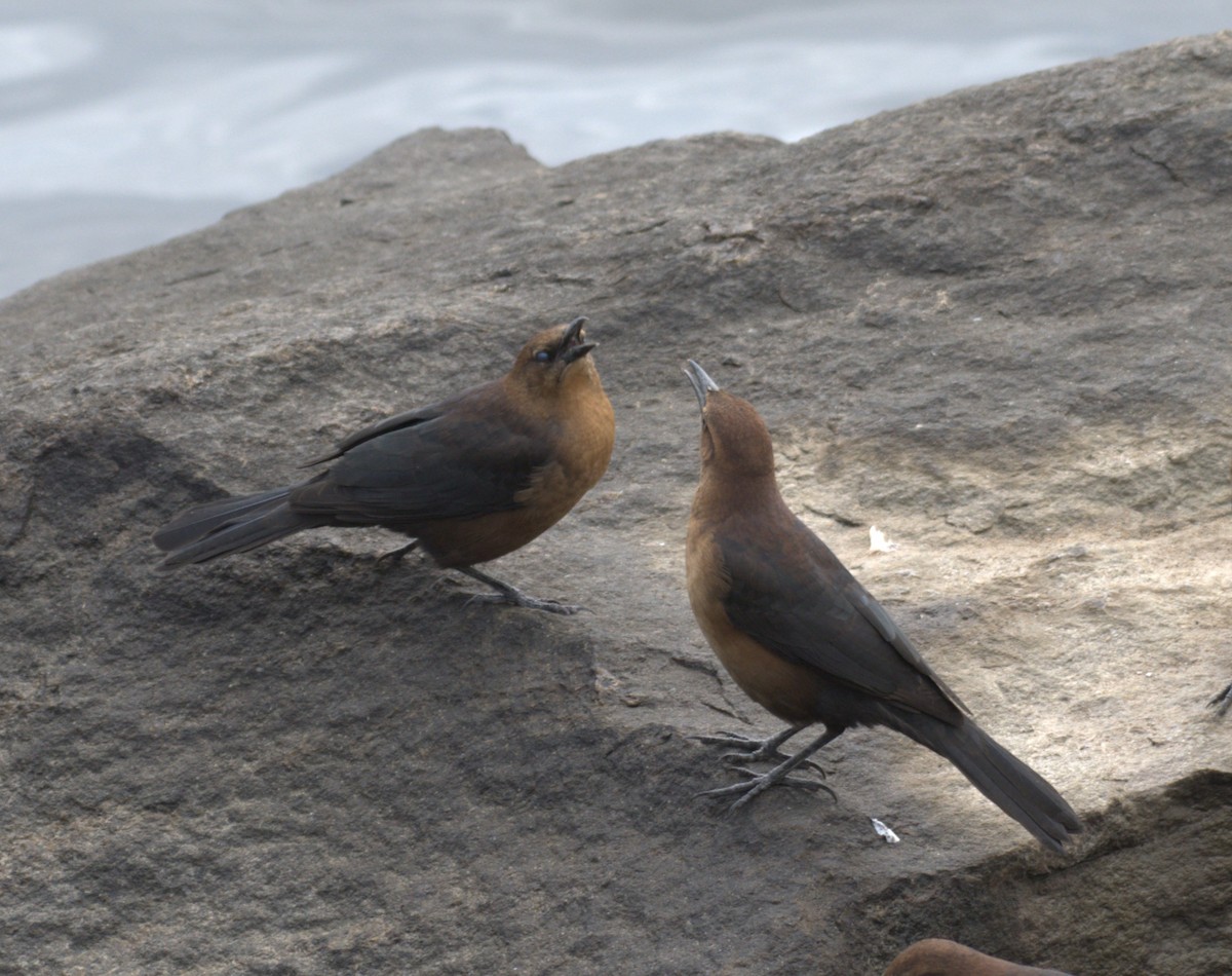 Boat-tailed Grackle - ML609340262