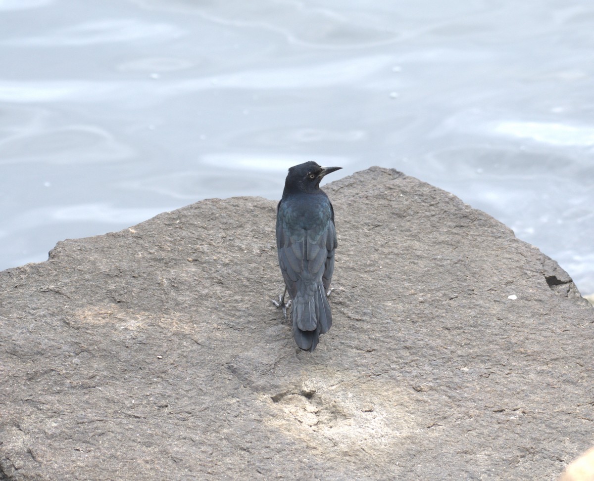 Boat-tailed Grackle - ML609340264