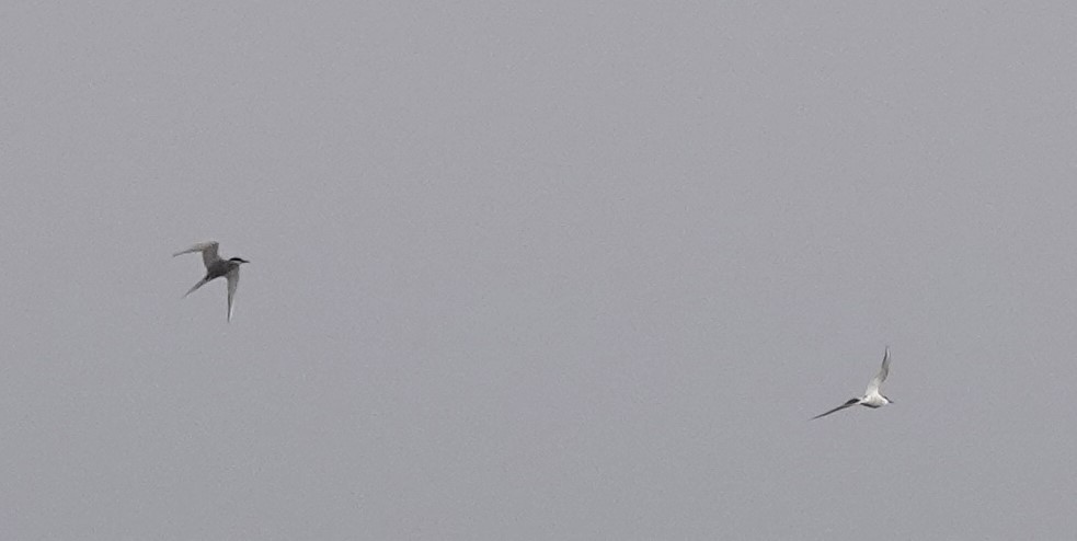 Arctic Tern - ML609340281