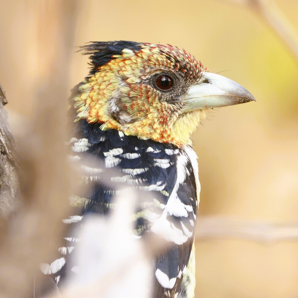 Crested Barbet - ML609340287