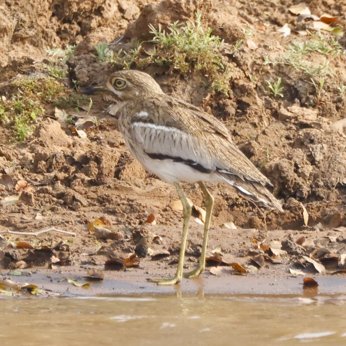 Water Thick-knee - ML609340298