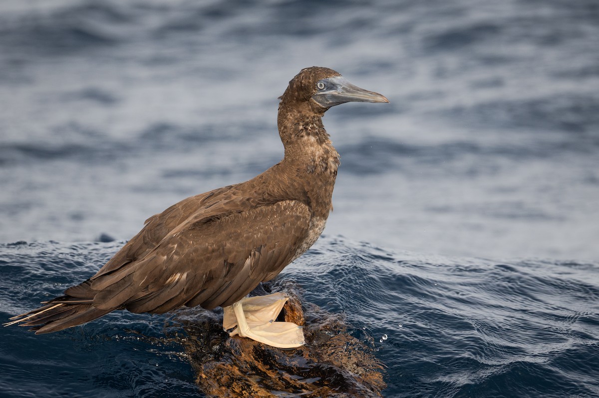 Cocos Booby - ML609340302