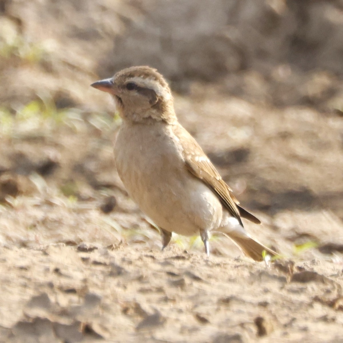 Yellow-throated Bush Sparrow - John Mills