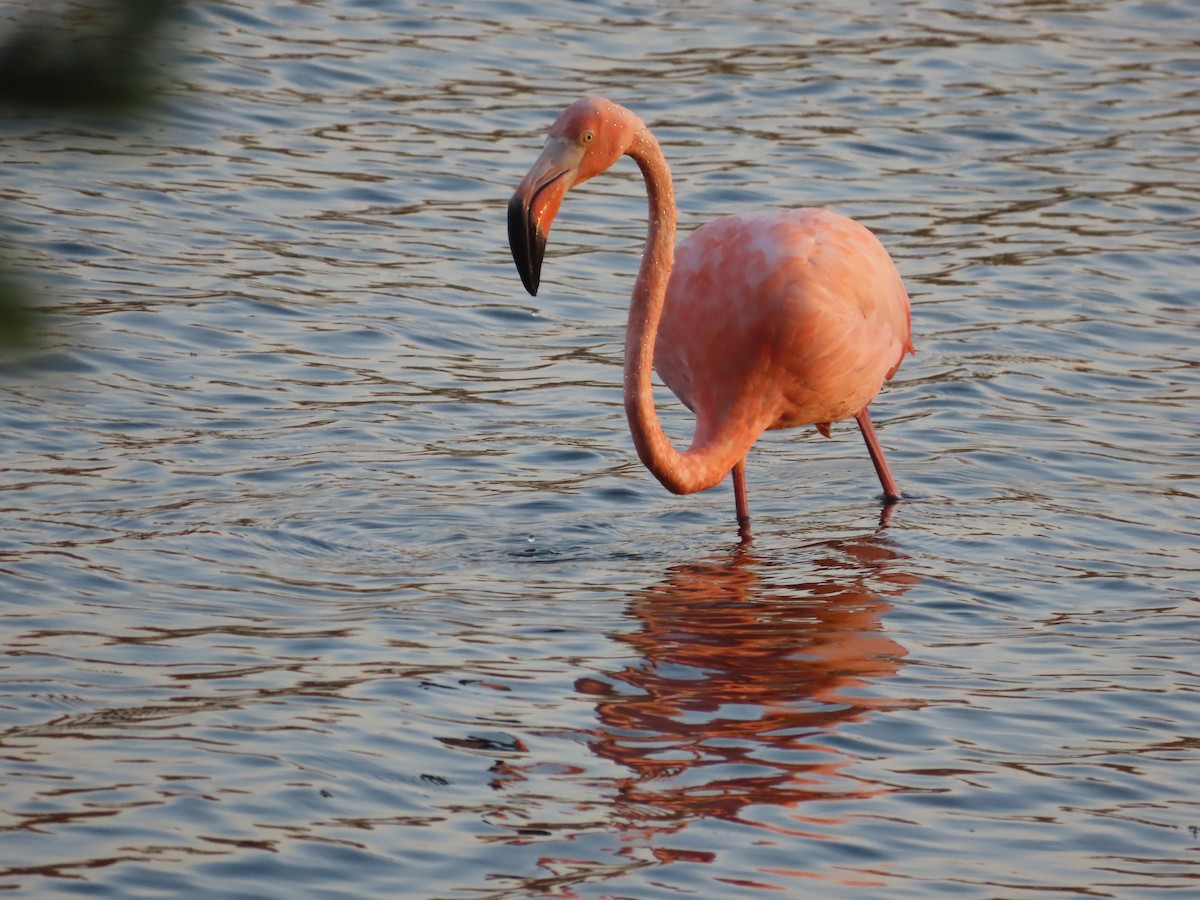 Amerika Flamingosu - ML609340327