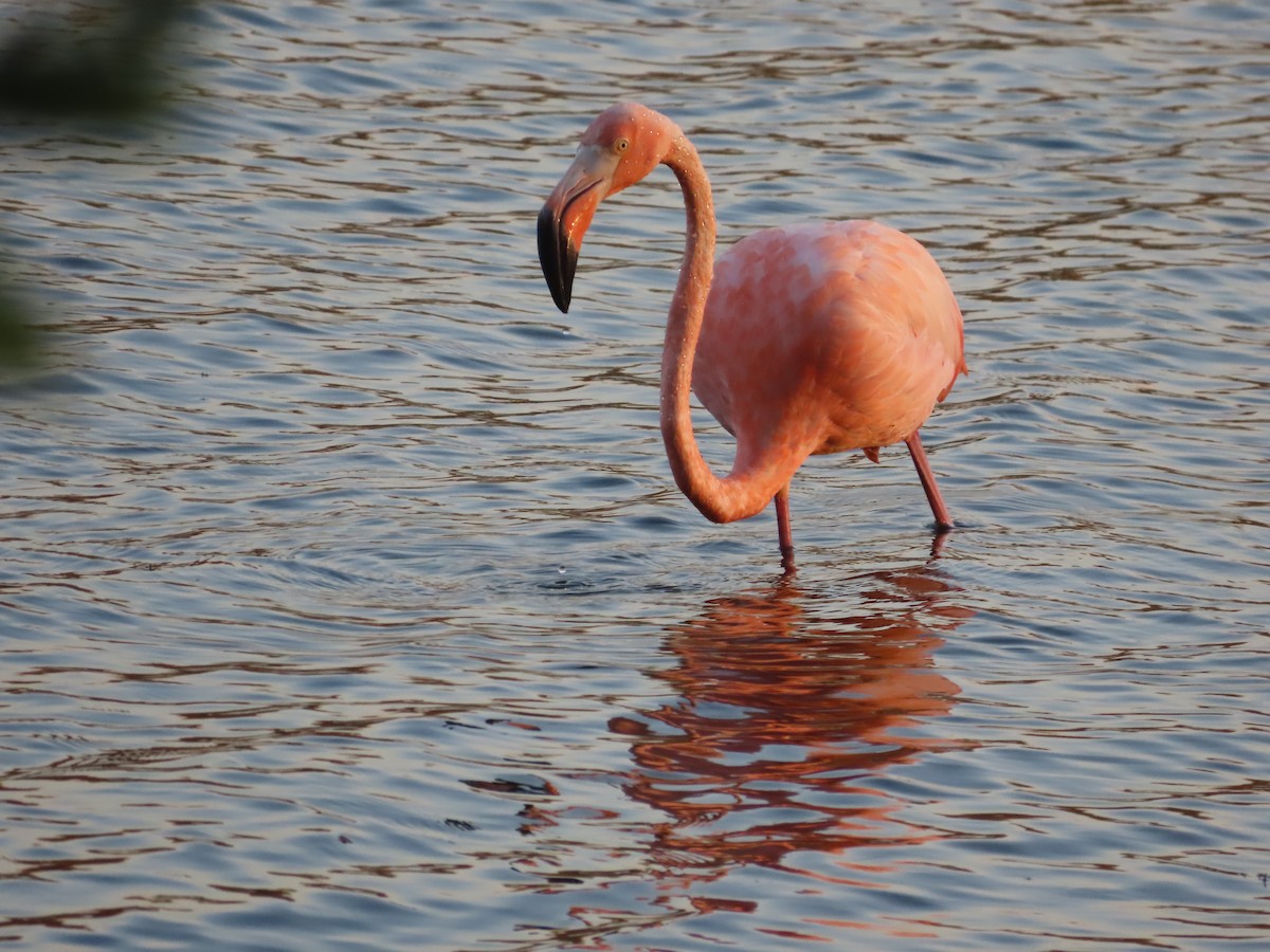 American Flamingo - ML609340327