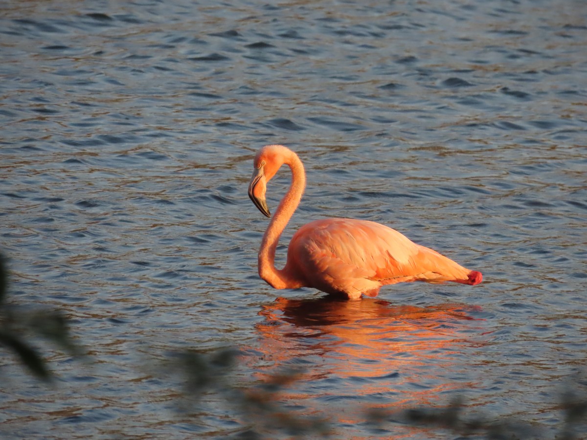 American Flamingo - ML609340328