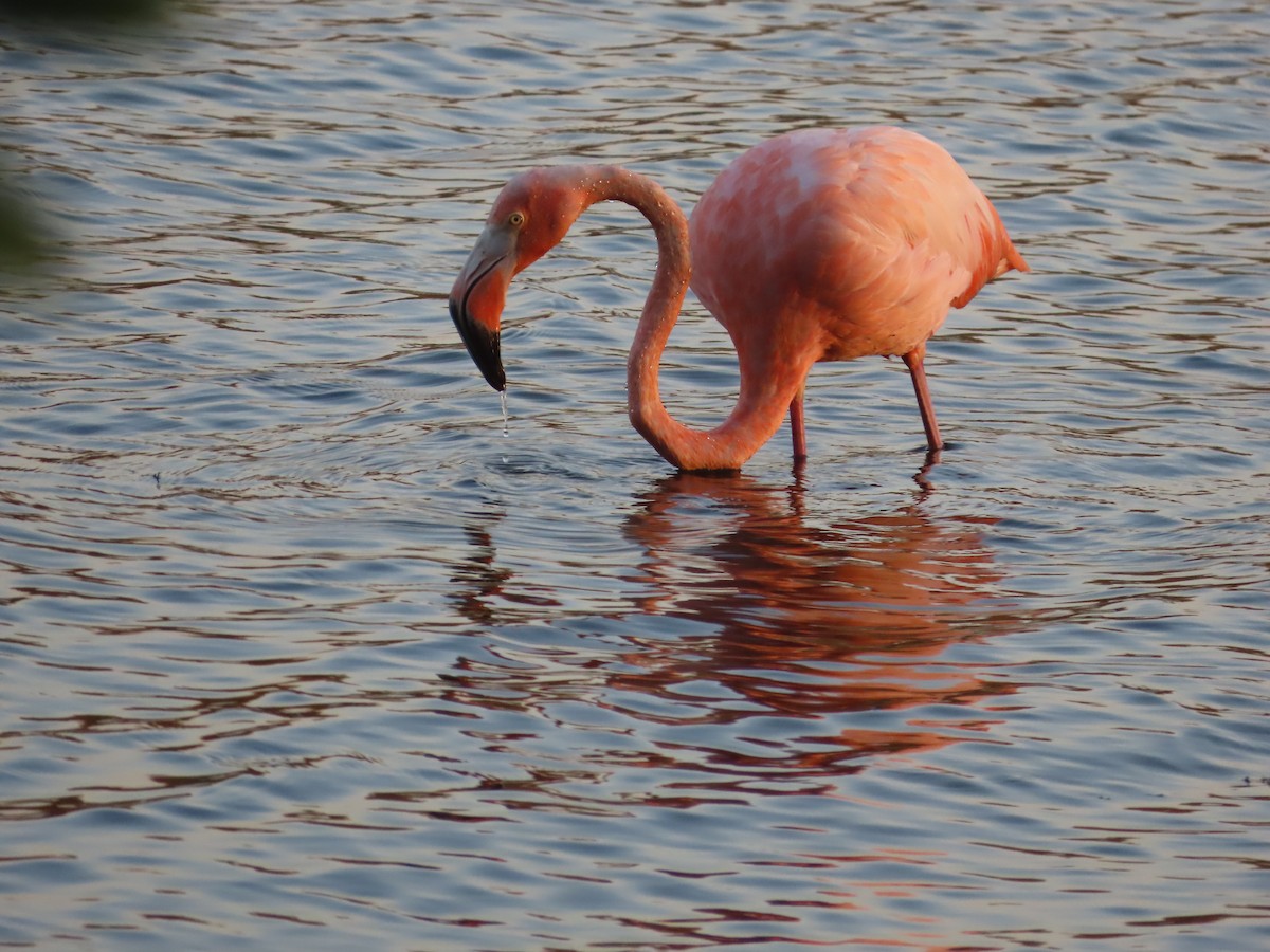 Amerika Flamingosu - ML609340329