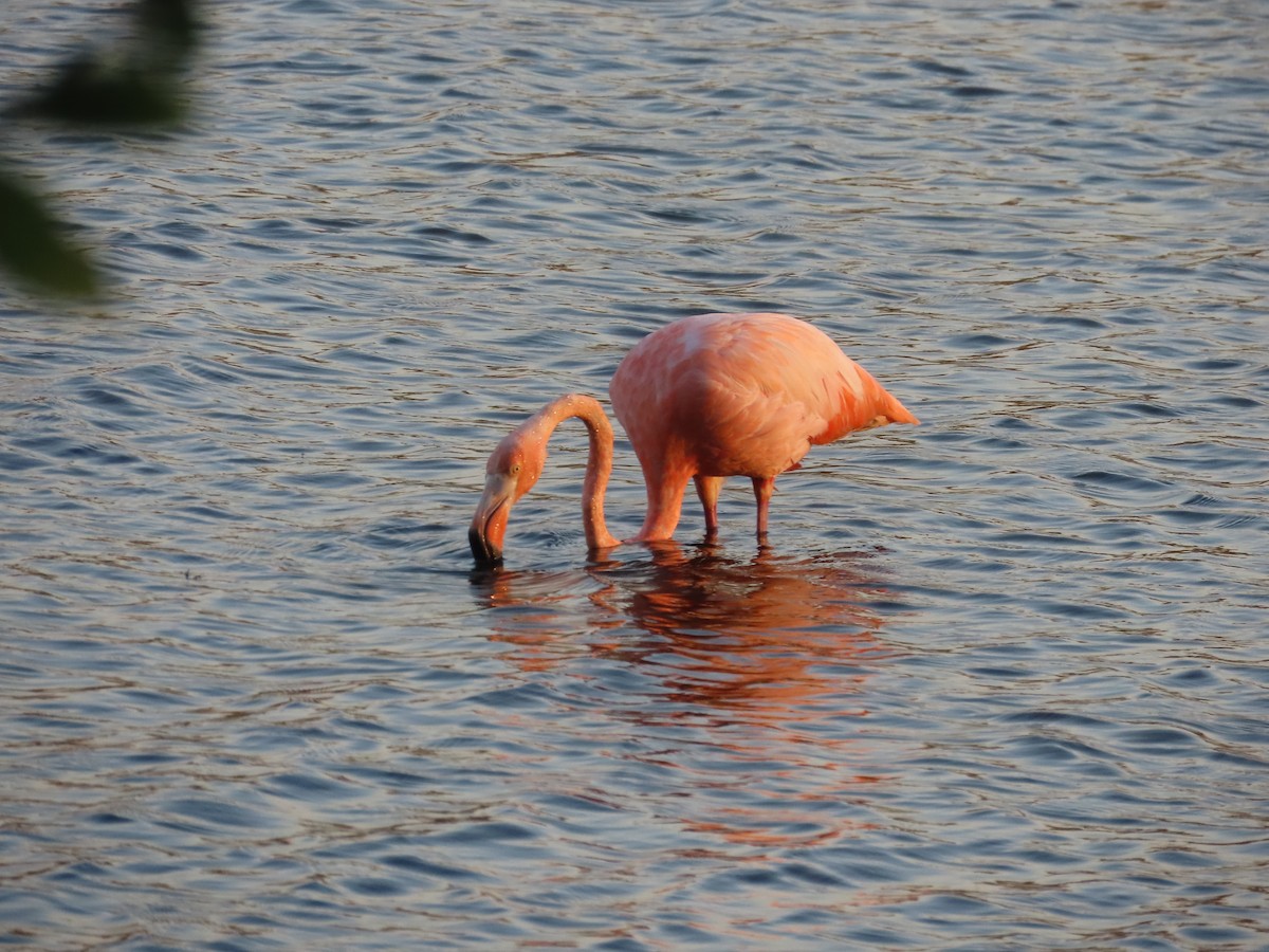 American Flamingo - ML609340330