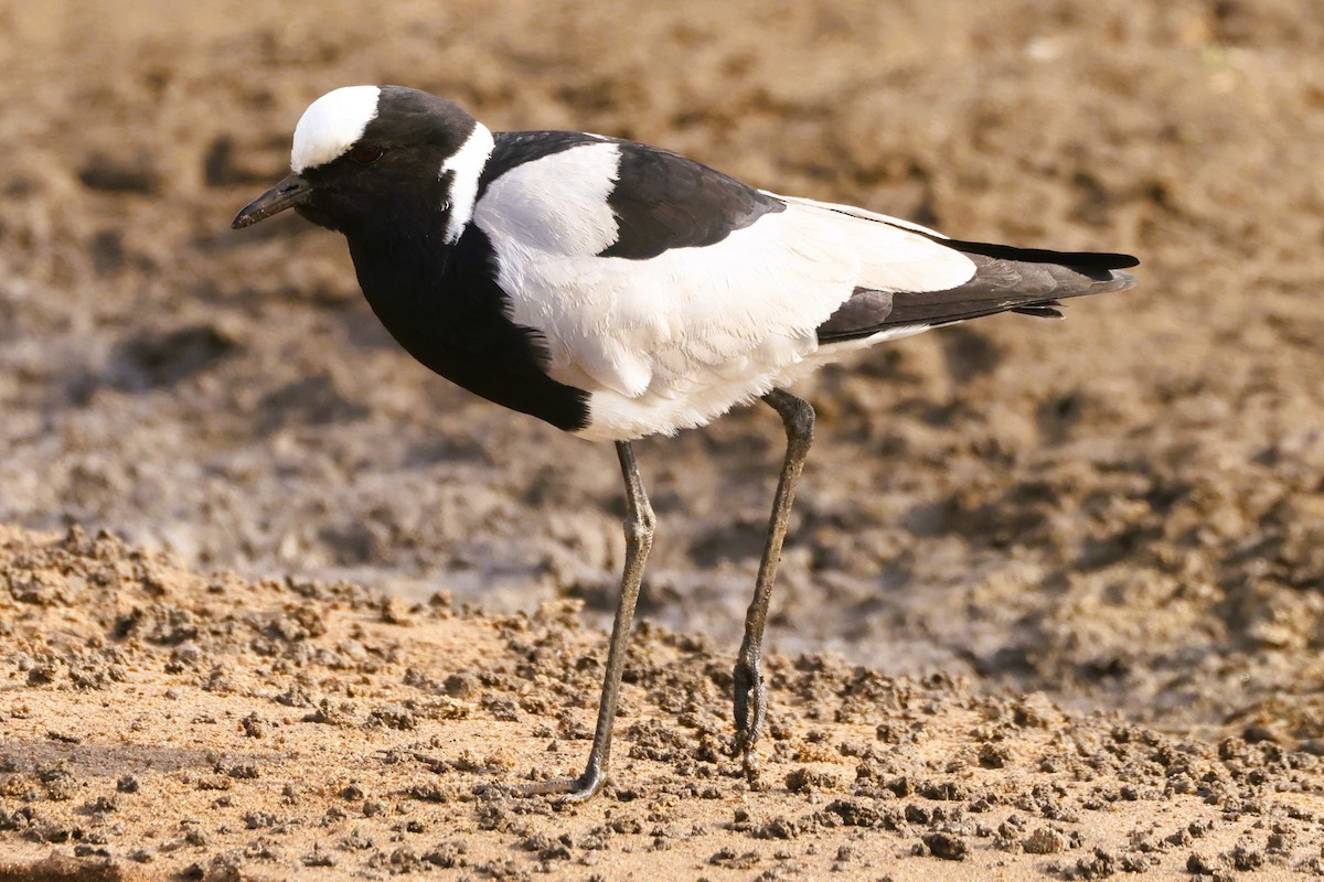 Blacksmith Lapwing - ML609340346