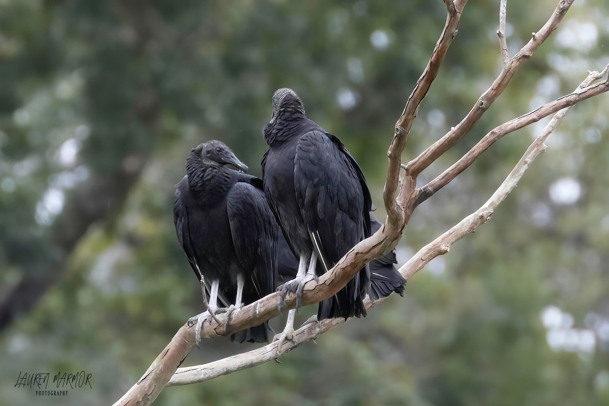 Black Vulture - ML609340371