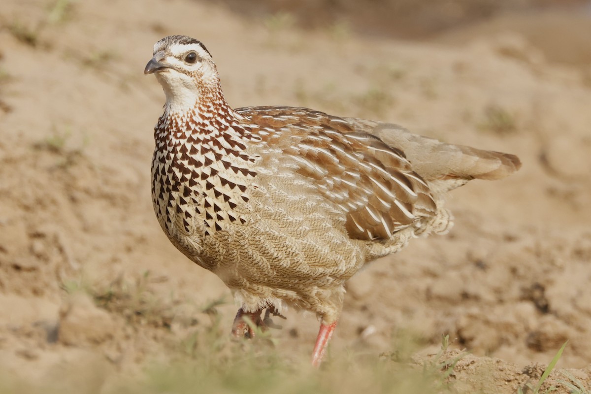 Crested Francolin (Crested) - John Mills