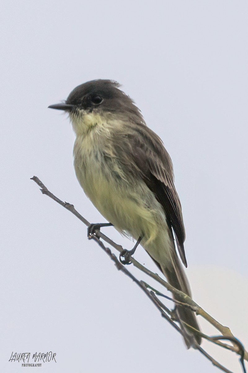 Eastern Phoebe - ML609340409
