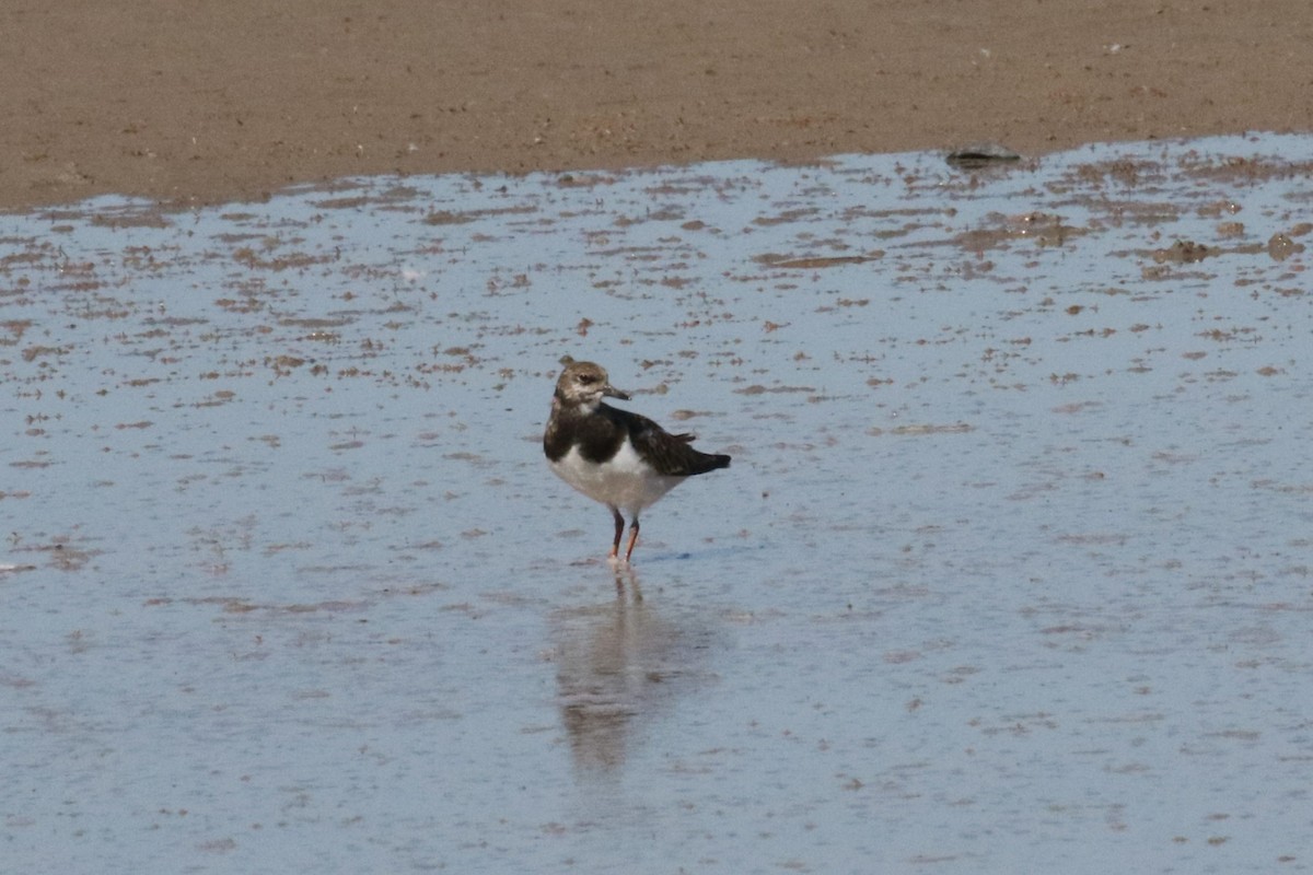 Ruddy Turnstone - ML609340422