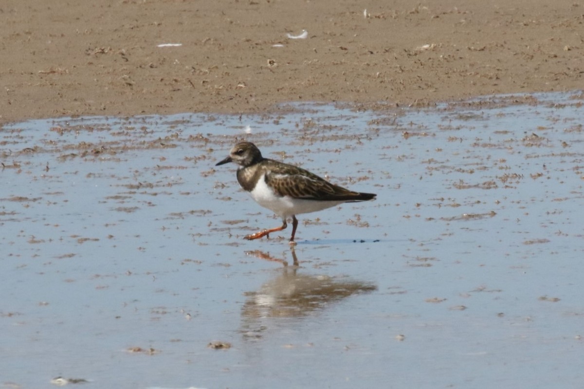 Ruddy Turnstone - ML609340424