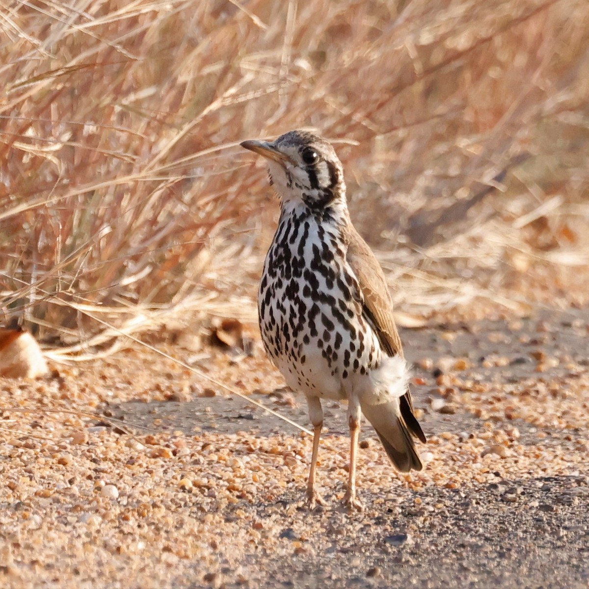 Groundscraper Thrush - ML609340438