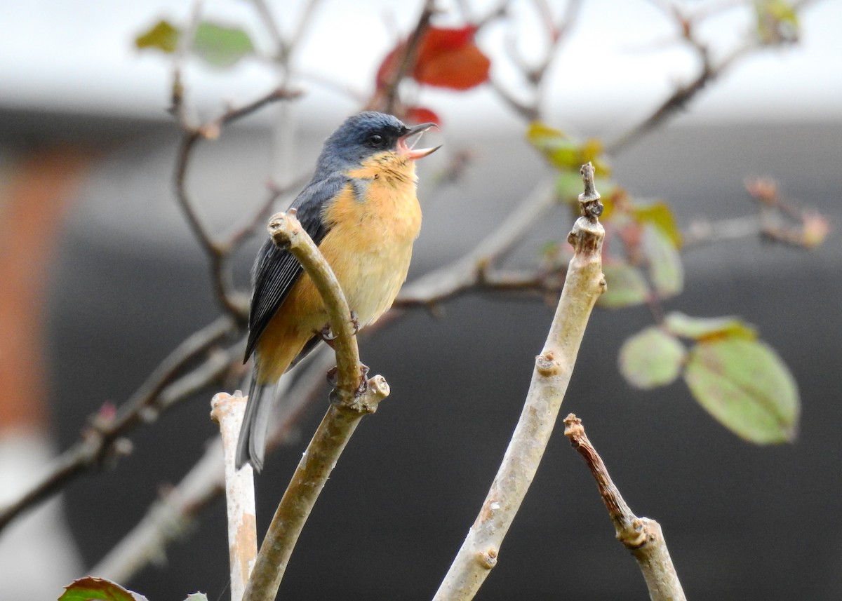 Rusty Flowerpiercer - ML609340483