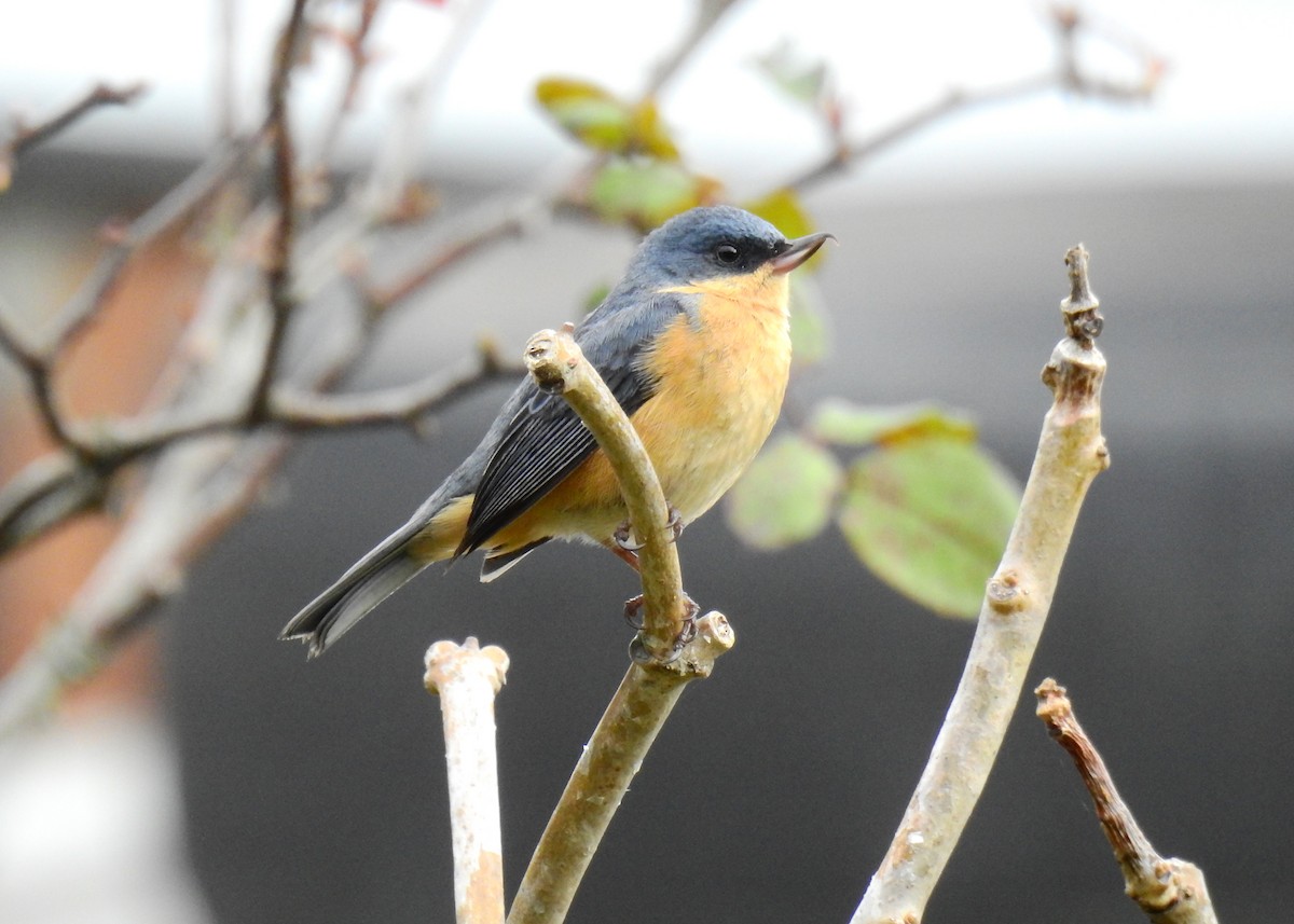 Rusty Flowerpiercer - ML609340484