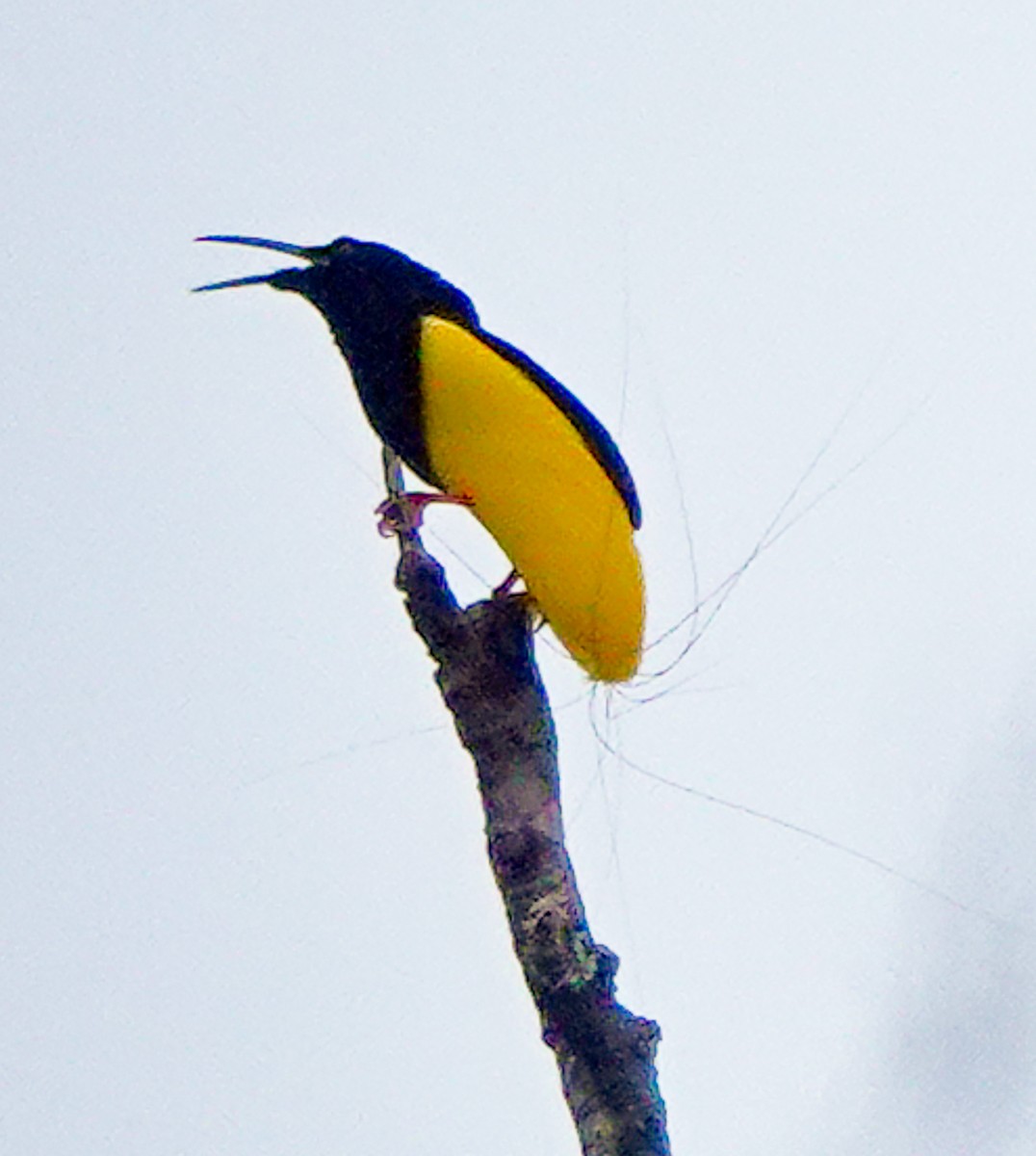 Twelve-wired Bird-of-Paradise - Arden Anderson