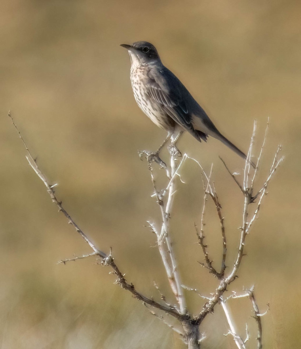 Sage Thrasher - Christine Jacobs