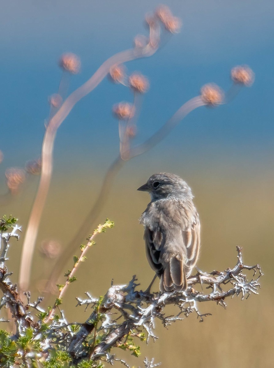 Sagebrush Sparrow - Christine Jacobs