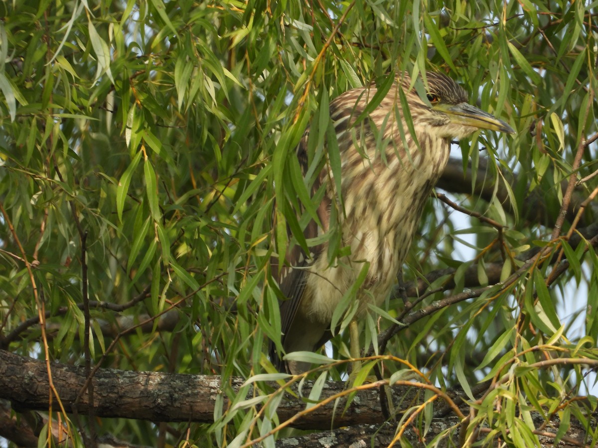 Black-crowned Night Heron - Denis Provencher COHL