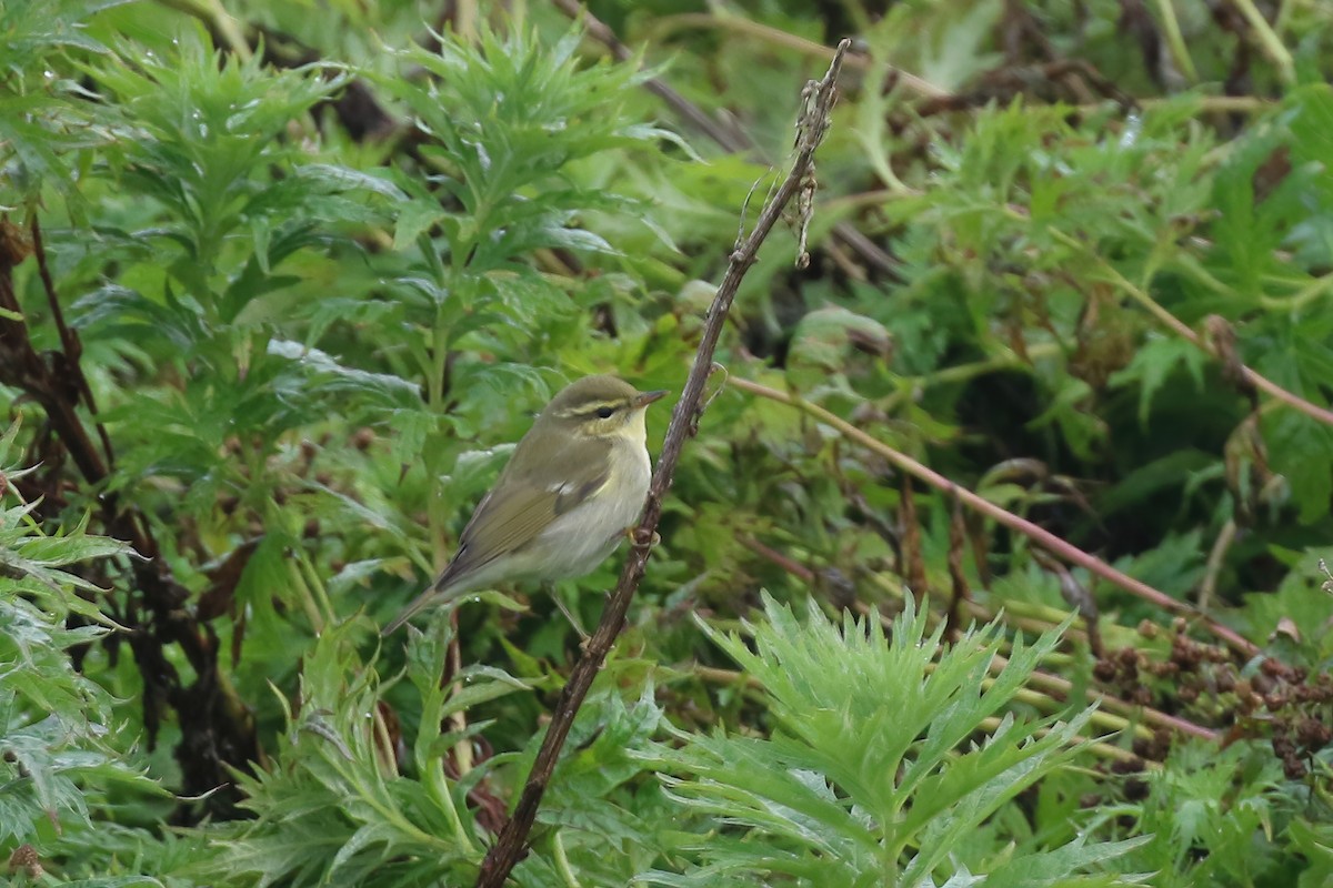 Arctic Warbler - ML609340540