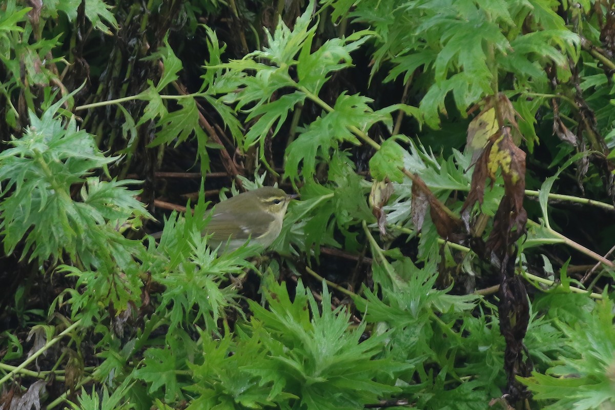 Arctic Warbler - ML609340541