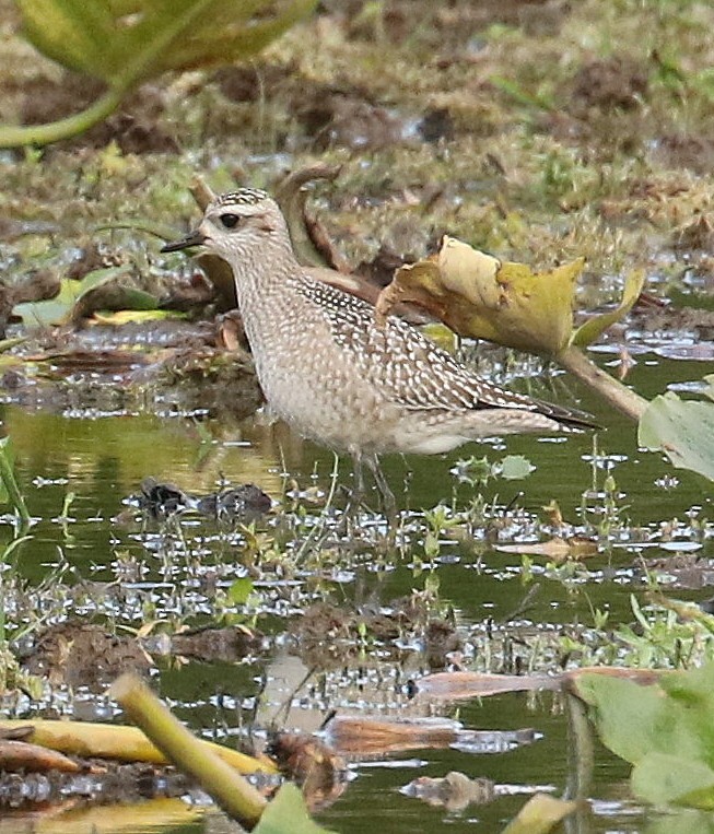 American Golden-Plover - ML609340580